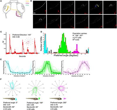 A Three-Layer Network Model of Direction Selective Circuits in the Optic Tectum
